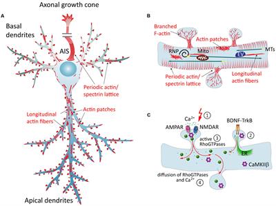 Dendritic Actin Cytoskeleton: Structure, Functions, and Regulations